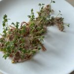 Saatpapier-Osterhasen mit Bio-Gartenkresse im Wachstum